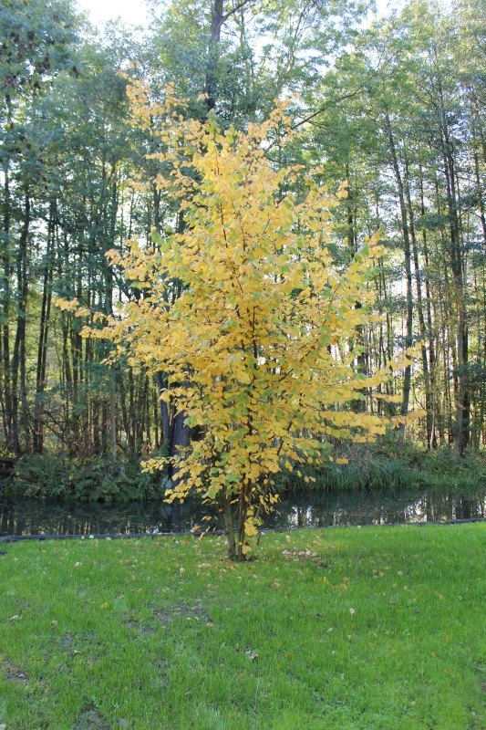 Bild "Willkommen:baum.jpg"